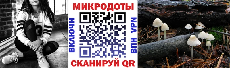 Галлюциногенные грибы Psilocybe Мышкин